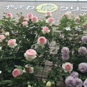 虎クリガーデンのバラが見ごろです