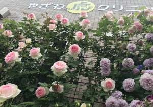 虎クリガーデンのバラが見ごろです